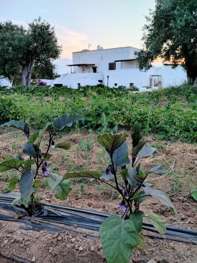 Masseria Piccole Taverne Rosa Marina Zewnętrze zdjęcie