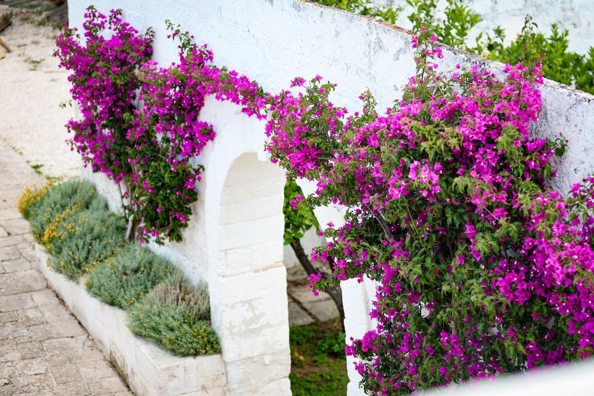 Masseria Piccole Taverne Rosa Marina Zewnętrze zdjęcie